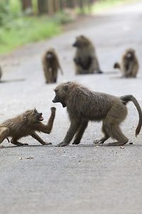 Baboons fighting each other