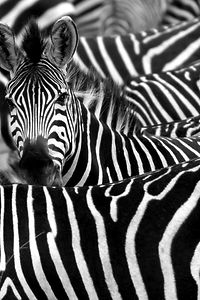 Close up von einem Zebra in einer Herde