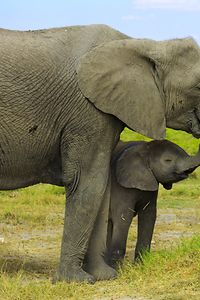 Elephant Family (Mother and Child)