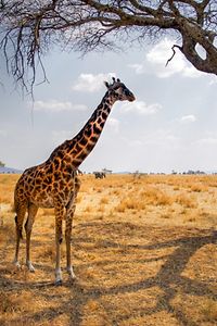 Giraffe eating from a Tree