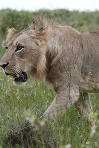 Young Lion Walking