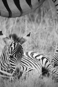 Zebra Mom and Baby