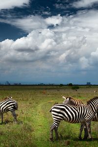 Zebras in the Savanna of Nairobi National Park