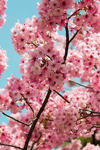 Cherry Blossoms à Ueno Jardin