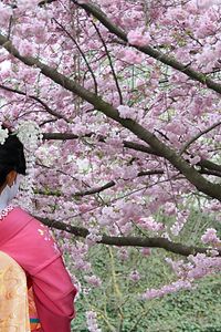 Geisha et la floraison arbre Sakura