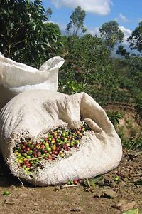 Una canasta de frutas después de la cosecha