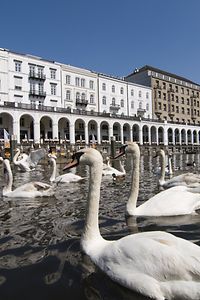 Cigni sul fiume Alster ad Amburgo