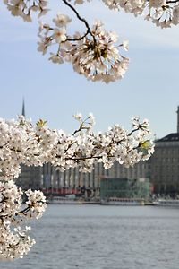 春に桜