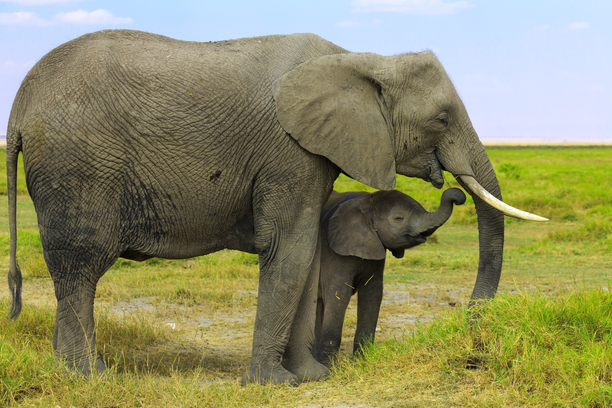 Elephant Family (Mother and Child)