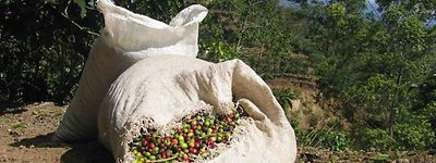 A basket of berries after harvesting