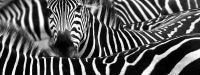 Close up from a Zebra in a herd