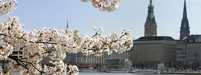 Cherry Blossom in Spring