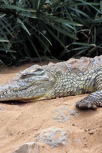ビッグアフリカのクロコダイル
